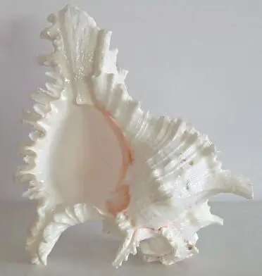 Read more about the article Conch Shell Crafts